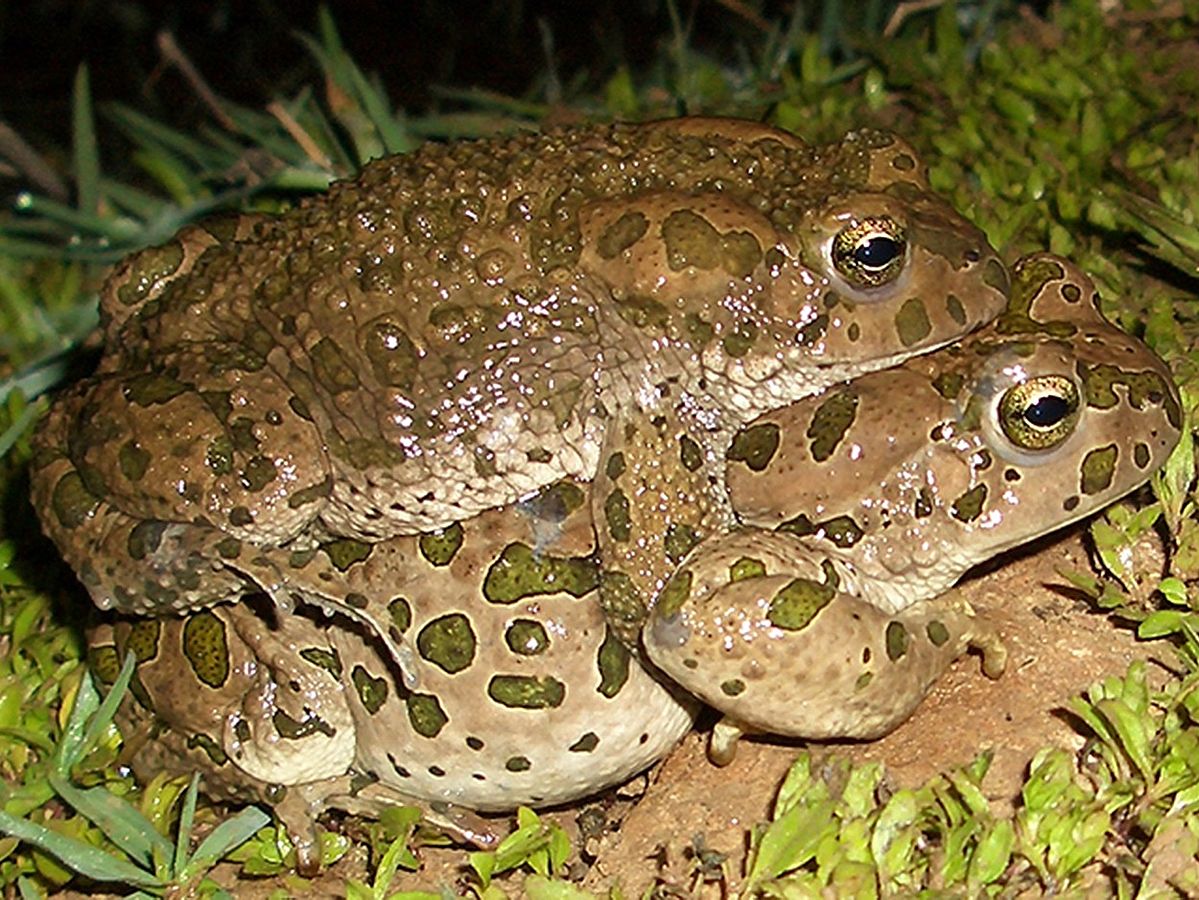 For green toads, species with multiple genomes have ancestors that are only distantly related