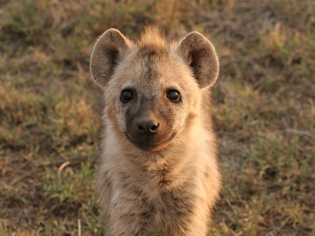 Hochgeborene Hyänen-Söhne profitieren ihr Leben lang