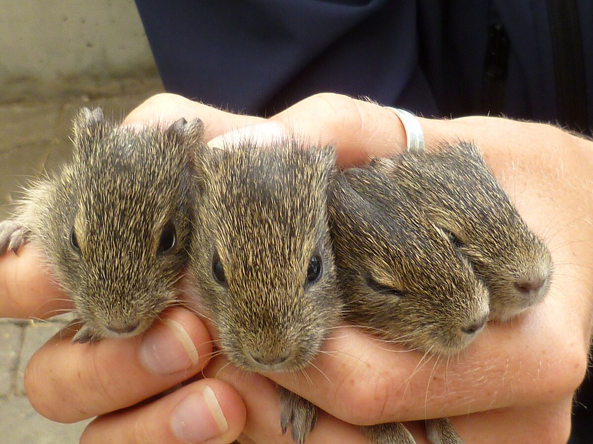 Like father like son: Epigenetics in wild guinea pigs