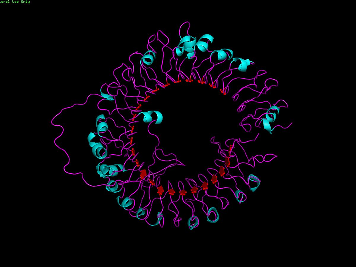 Bat immune receptors are one of a kind