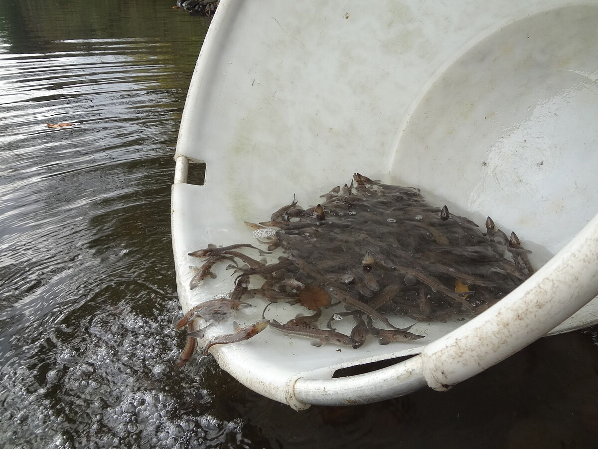 Flussriese Stör zurück in der Havel