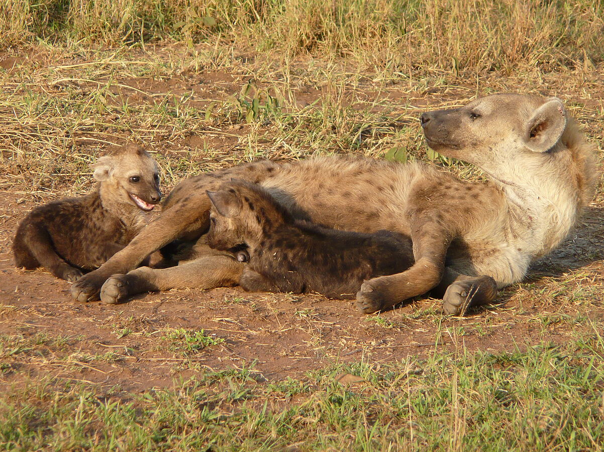 Competing for milk can be a stressful thing for hyena twin siblings