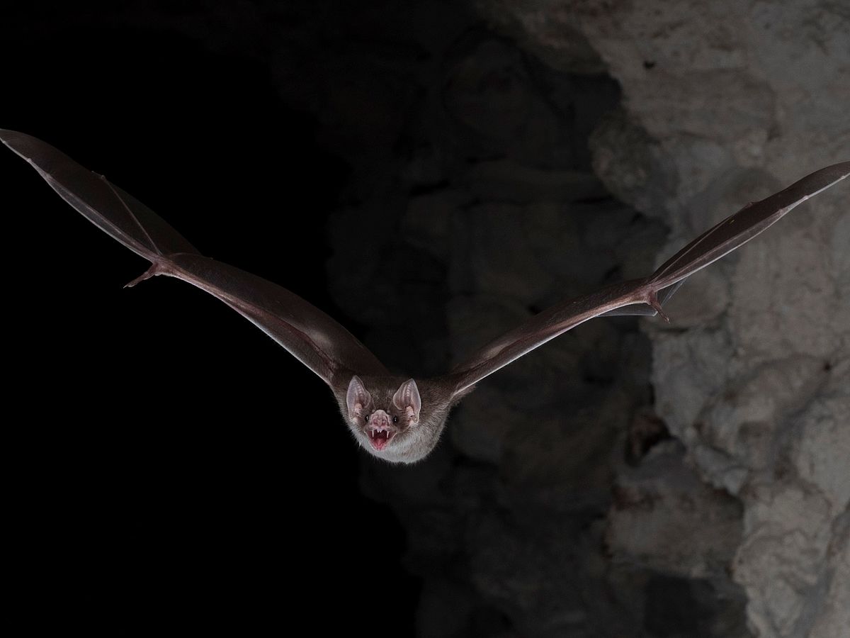 You are what you eat: Diet-specific adaptations in vampire bats