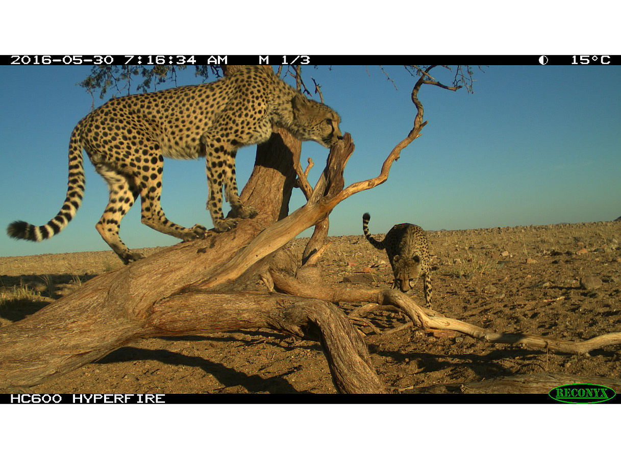 Territory holders and floaters: two spatial tactics of male cheetahs