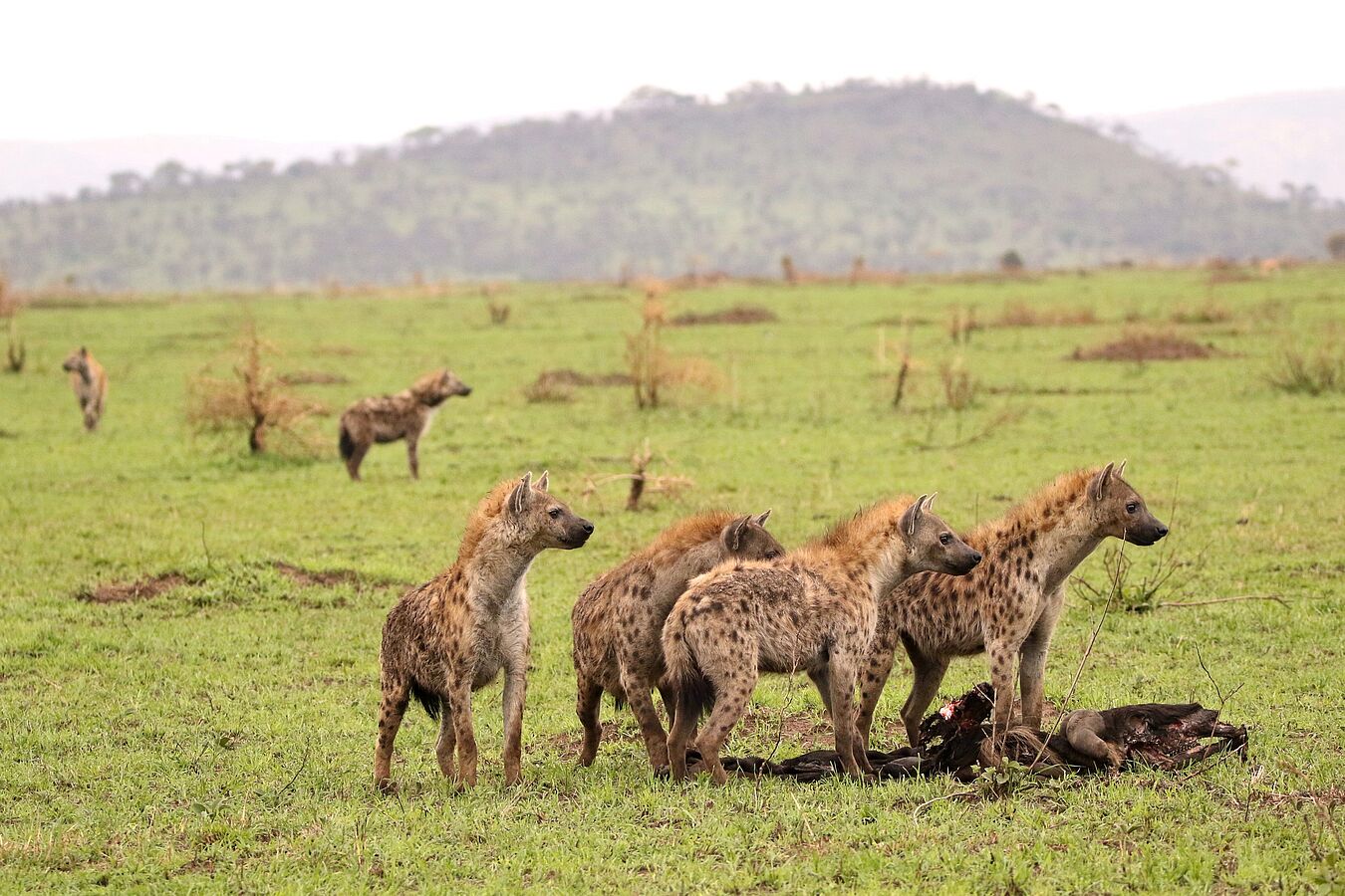 Four hyenas in the lush Serengeti with their prey; two more hyenas in the background.