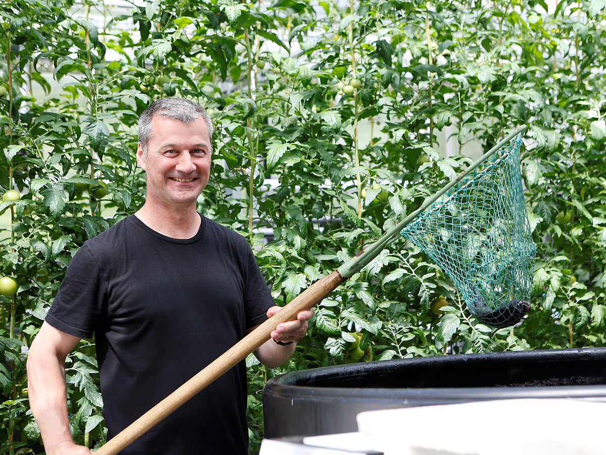 Tomatenfische, Moore und intelligente Schwärme