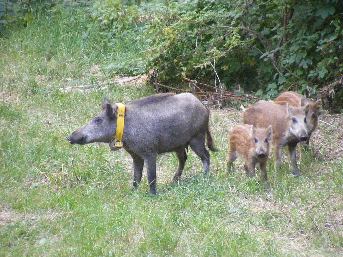 Das Erfolgsgeheimnis der Berliner Wildschweine: Ein Leben ohne Angst