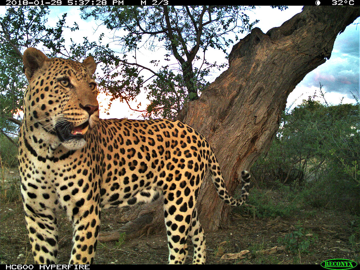 Leopardenmahlzeit – Weibchen speisen vielfältiger