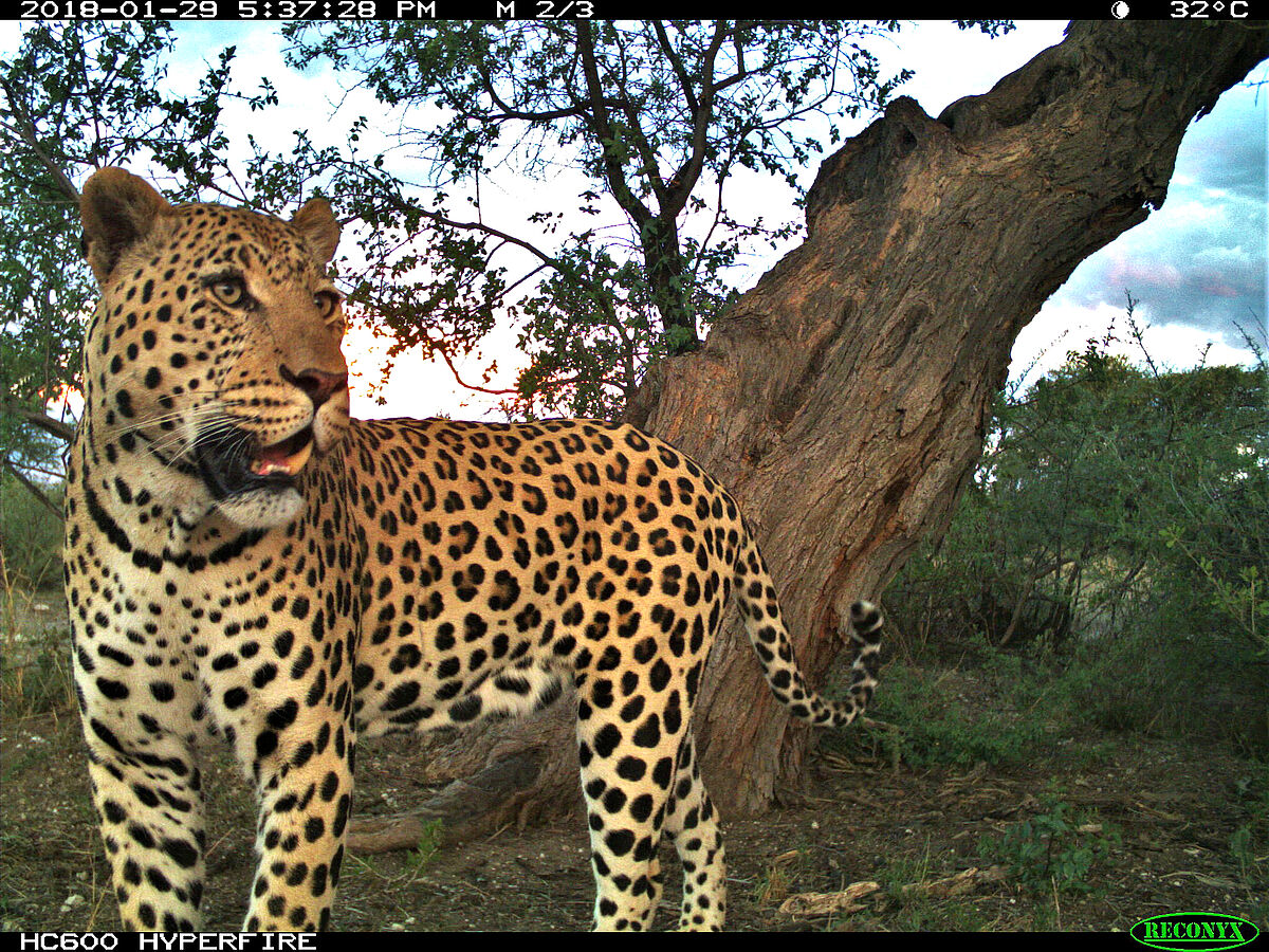 Leopard meals: females go for diversity