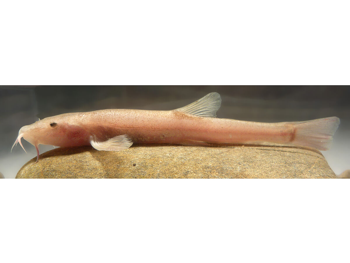 Erster Höhlenfisch Europas am Bodensee entdeckt