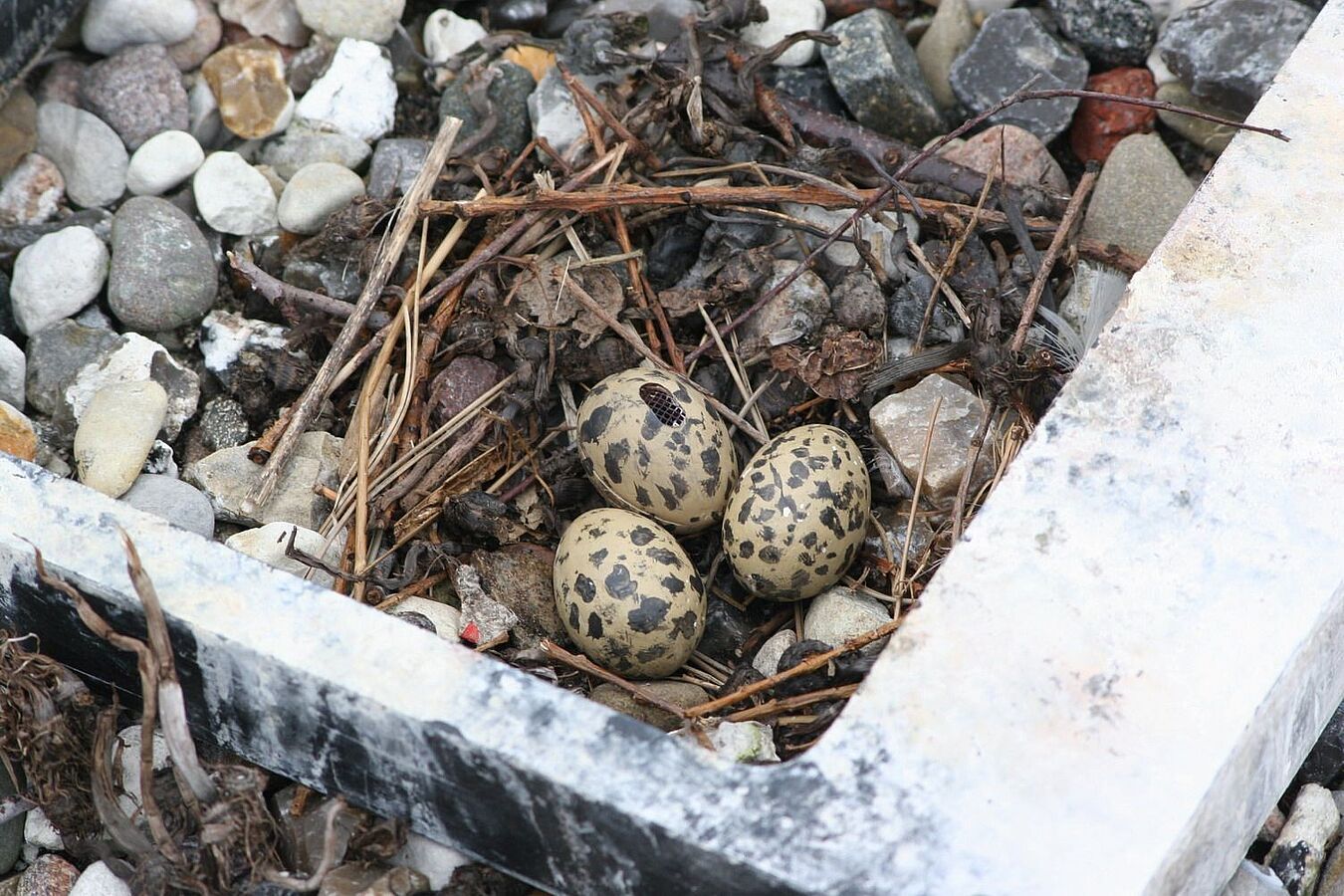 Das Überraschungsei im Vogelnest