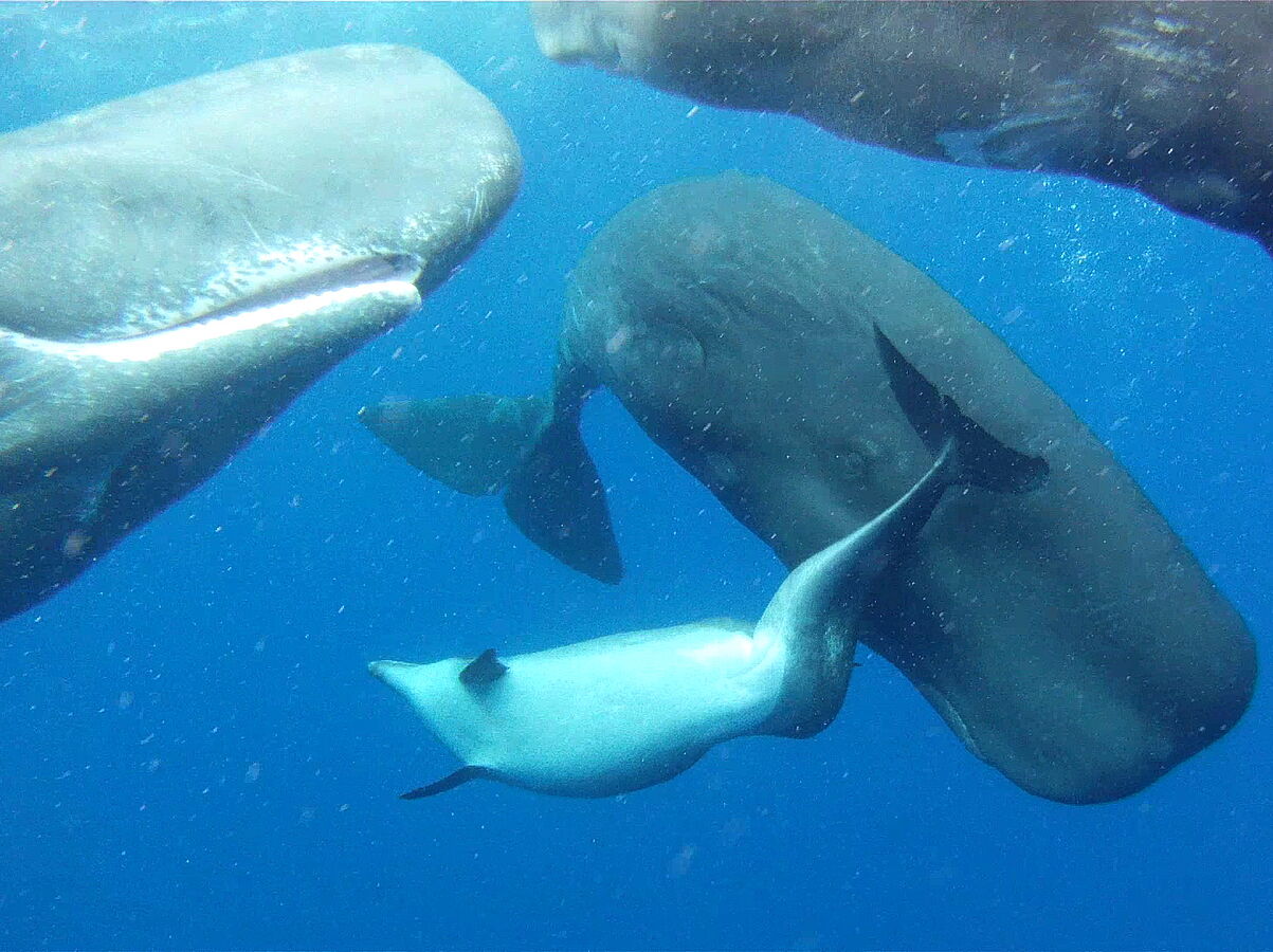 Pottwale adoptieren Delfin mit Handicap