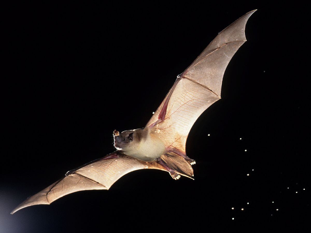 The Language of Bats