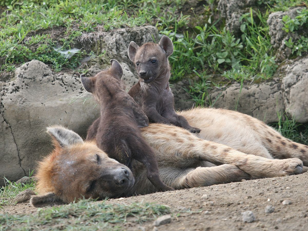 High cost of lactation compromises immune processes in spotted hyenas