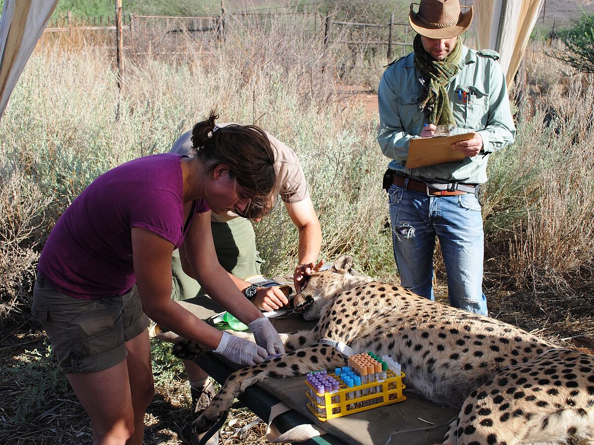 Cheetah menu: wildlife instead of cattle