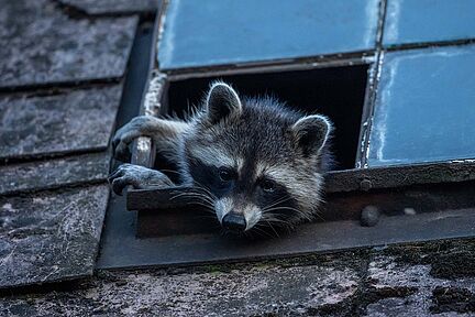 Waschbär guckt aus einem kaputten Dachfenster.