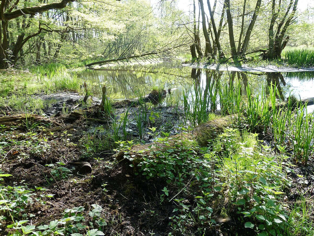 2000 Arten im idyllischen Löcknitztal bei Berlin gezählt