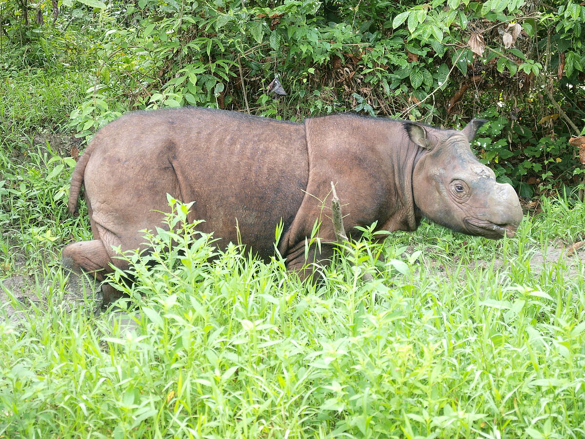 Hoffnung für Borneos bedrohte Artenvielfalt