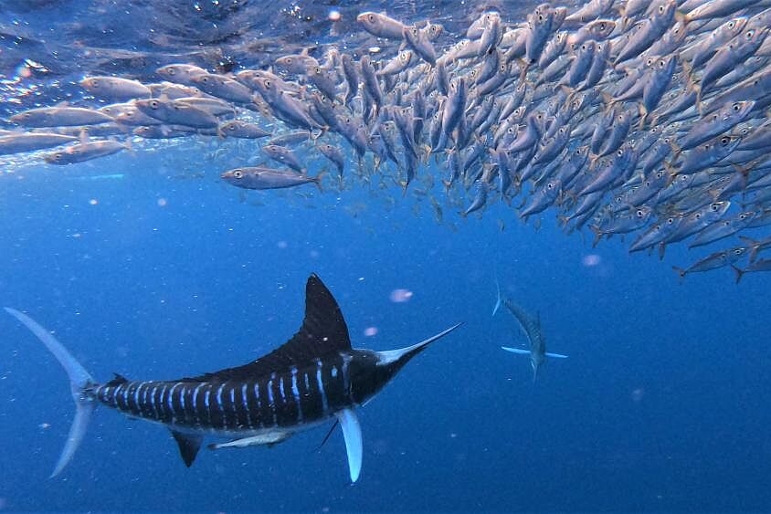 Prye Fish Speedy Prey: Non-Attacking Fish Gain in Group Hunts | Mirage News