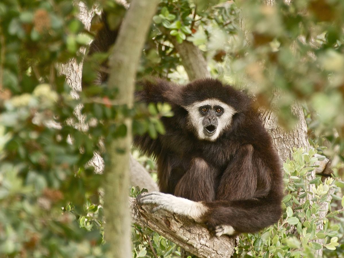 Erbgut aller Stämme des Gibbon-Leukämievirus vollständig entschlüsselt