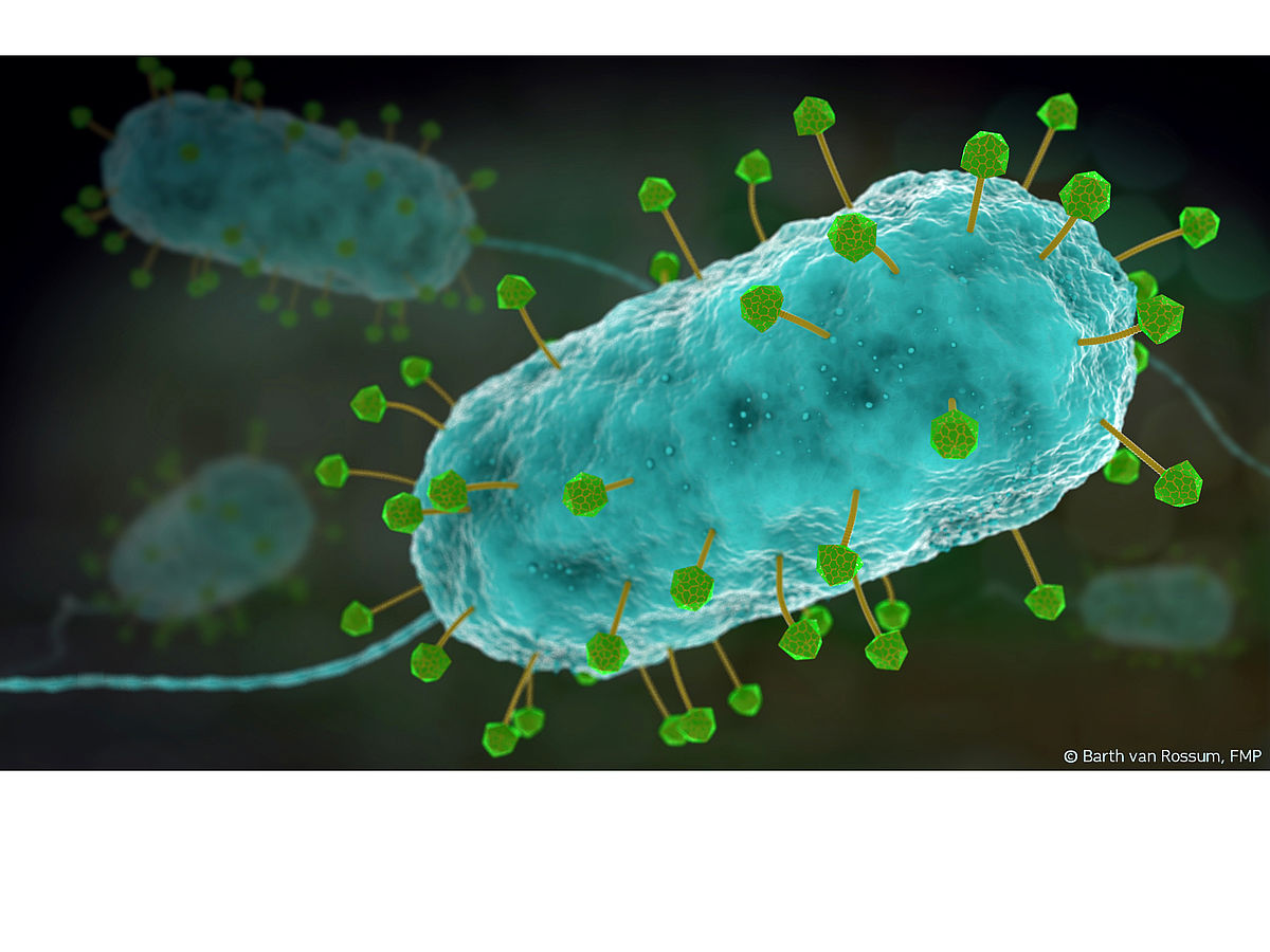 Viren statt Antibiotika: Aufklärung der 3D-Struktur von Phagen in atomarer Auflösung rückt durch neue Methode näher