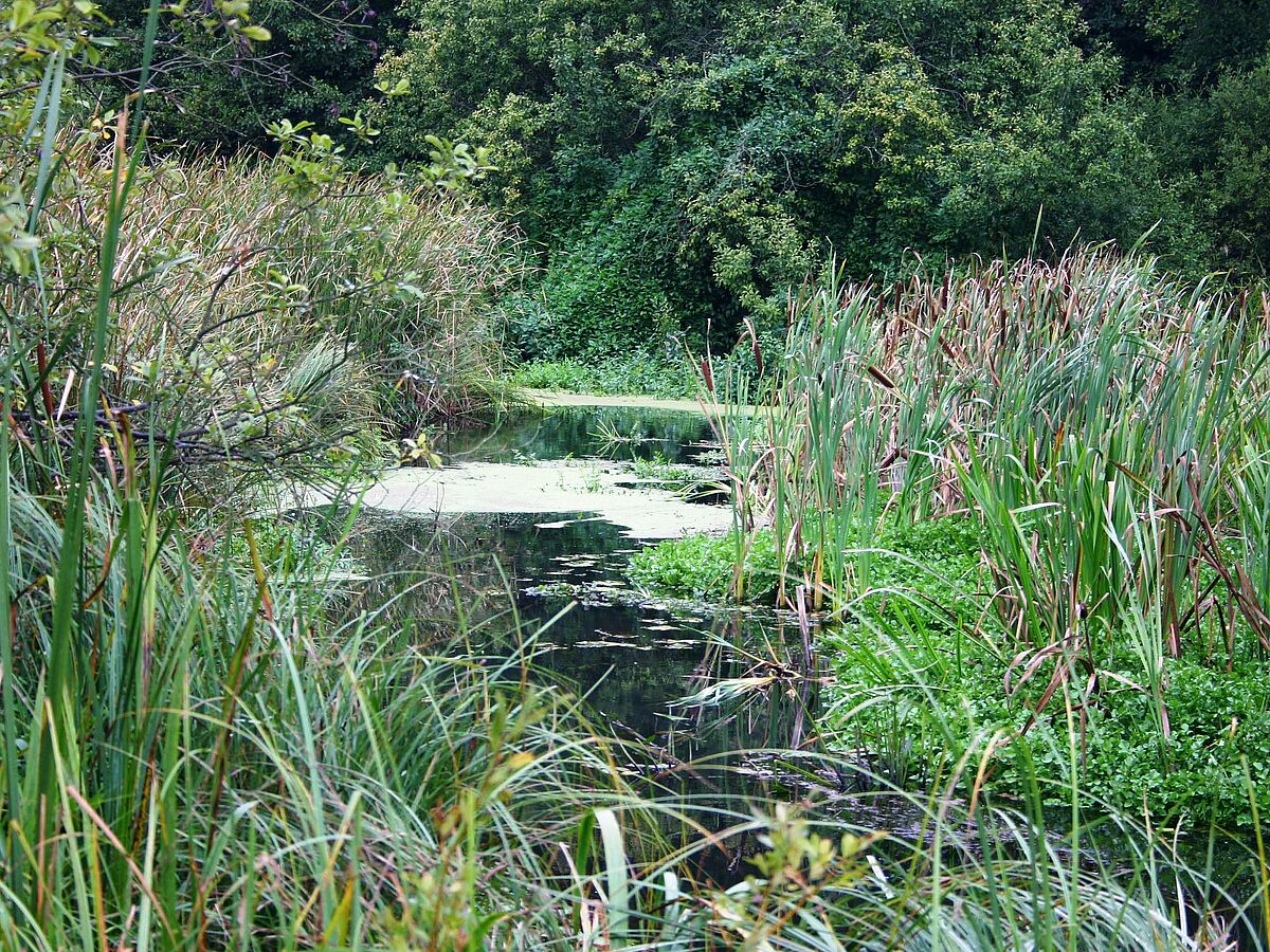 Biodiversity in fresh water