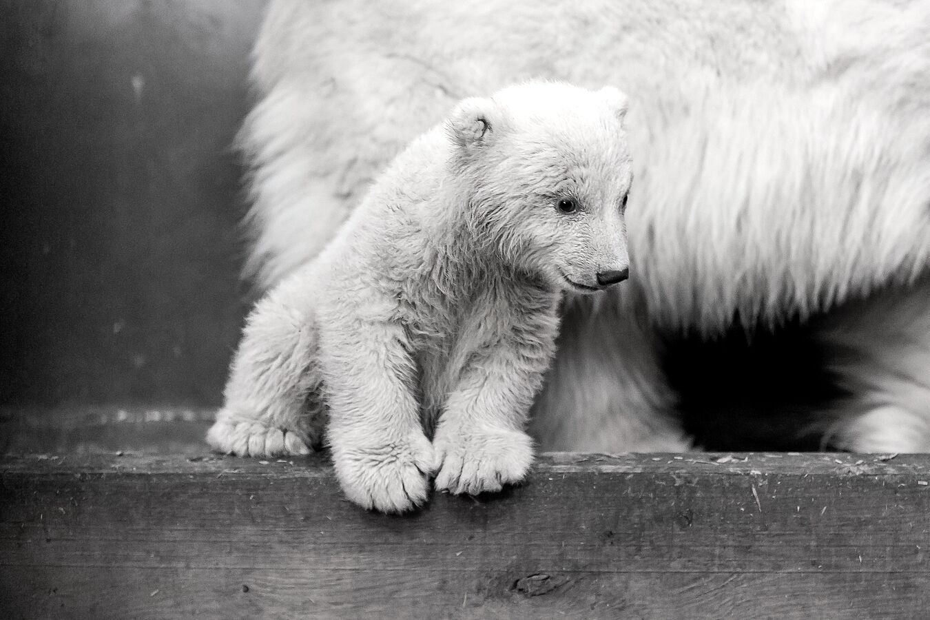 Eisbär Fritz war mit neuartigem Adenovirus infiziert, starb aber nicht daran