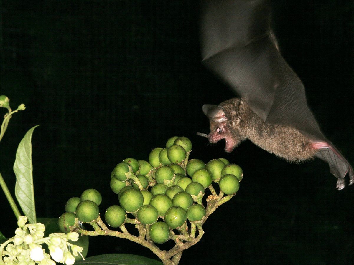 Fledermäuse düngen tropische Bäume - eine ‚win-win’ Situation im Regenwald