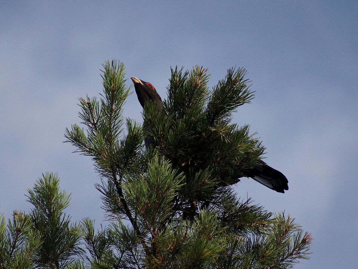 Swedish capercaillies are becoming real citizens in Brandenburg