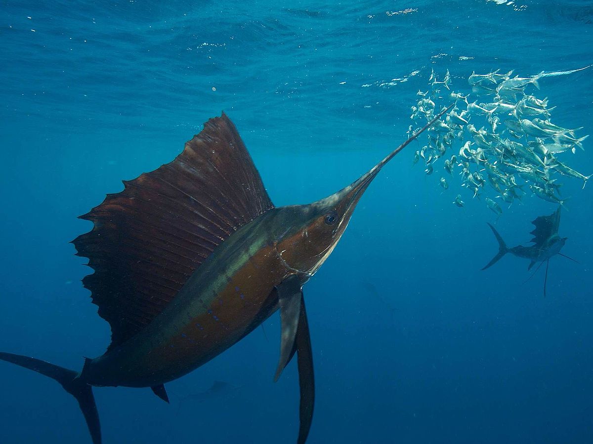 Together we are unpredictable: why sailfish hunt more successfully as a group