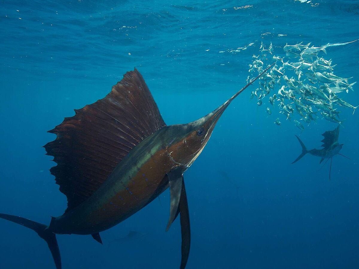 Gemeinsam sind wir unberechenbar: Warum Segelfische erfolgreicher in der Gruppe jagen