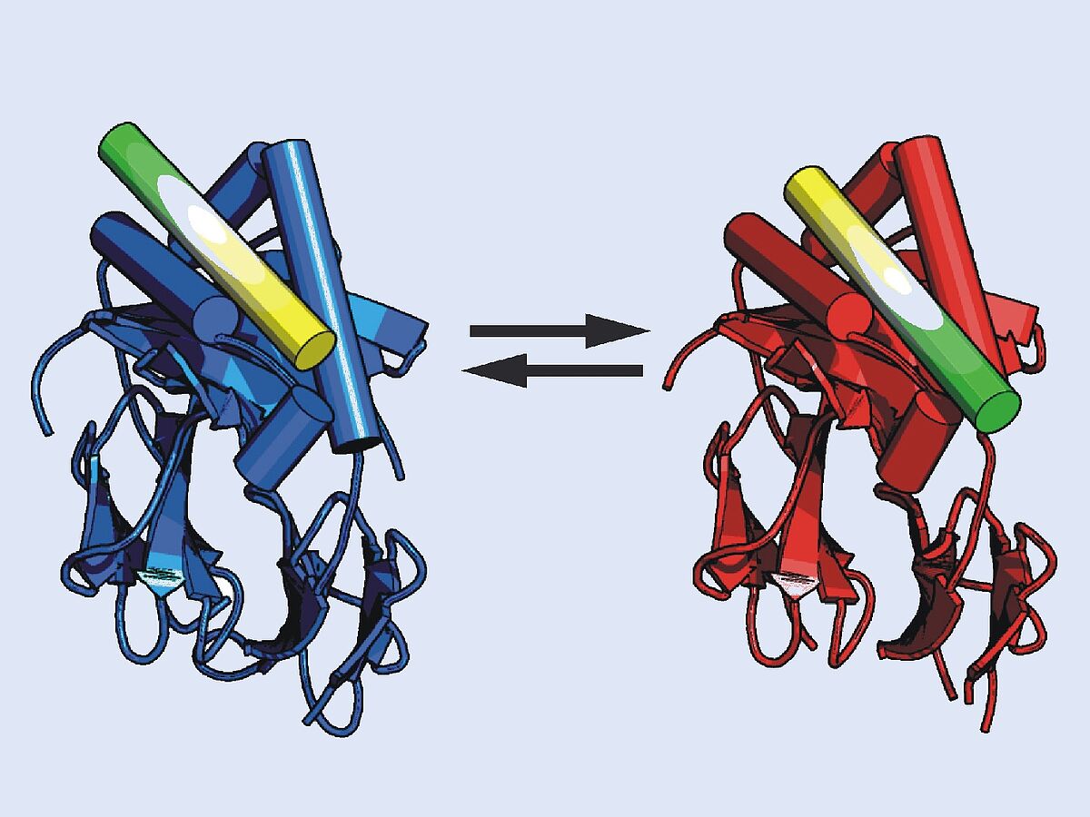 Umgedrehte Peptide im Immunsystem