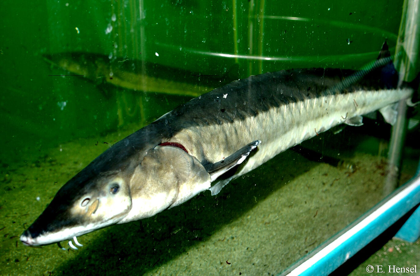 Jungstöre erstmals in der Elbe ausgesetzt