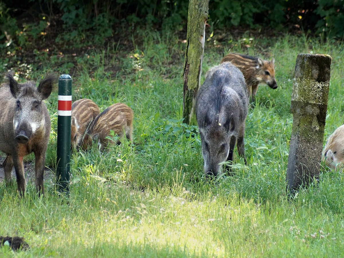 Wild heart: urban wild boars prefer natural food resources