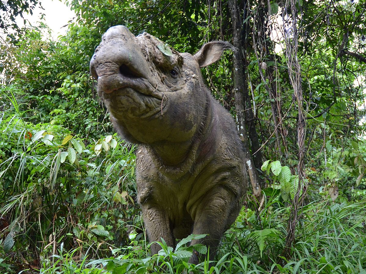 Vaccination stops tumor growth in rhinoceros