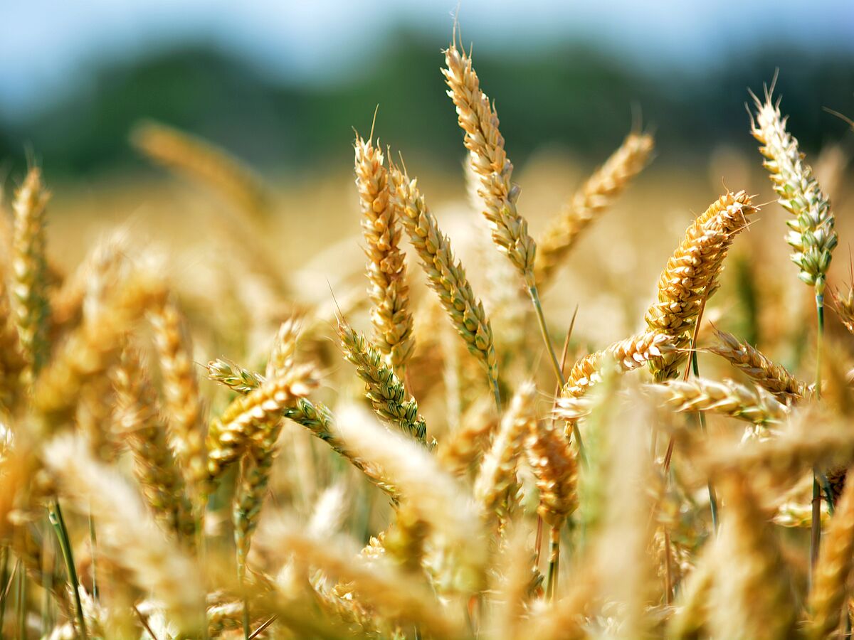 Die biologische Vielfalt sichert unsere Ernährung