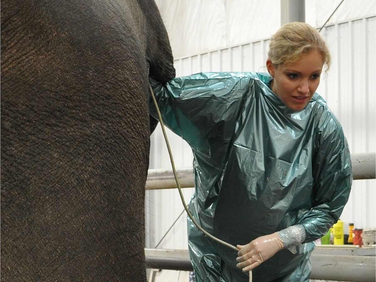 Geheimnis um die längste Tragezeit im Tierreich gelöst