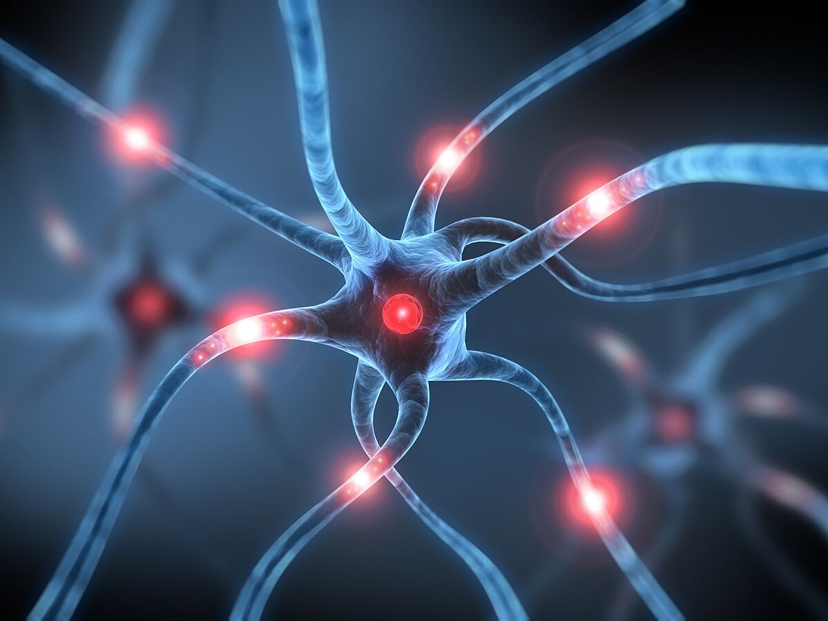 Drahtseilakt im Gehirn: Wie Nervenimpulse entstehen