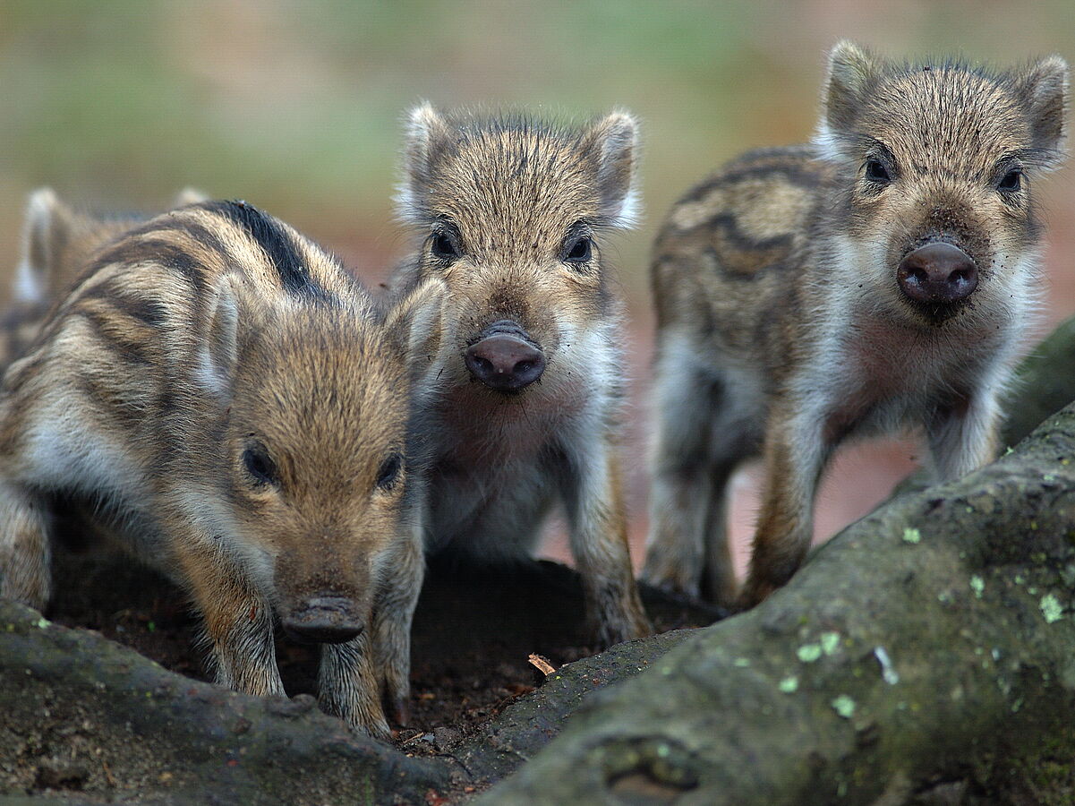 Wildtiere in Berlin gesehen? Bitte melden!