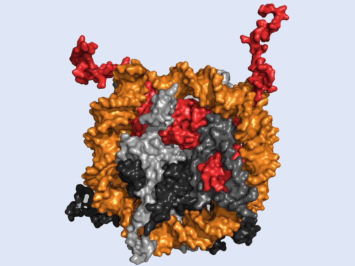 Enzymen bei der Arbeit zusehen mit NMR-Spektroskopie