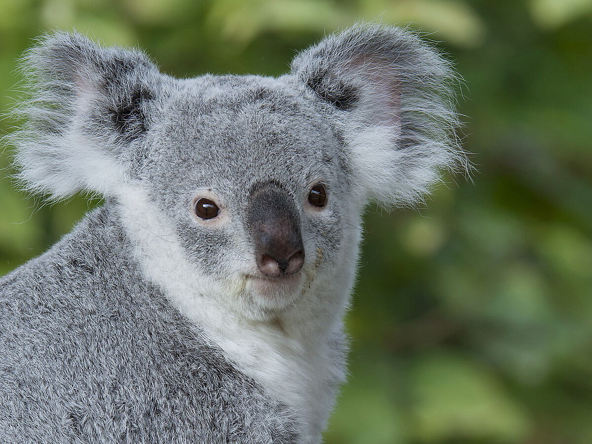 Auf der Spur des Koala-Retrovirus