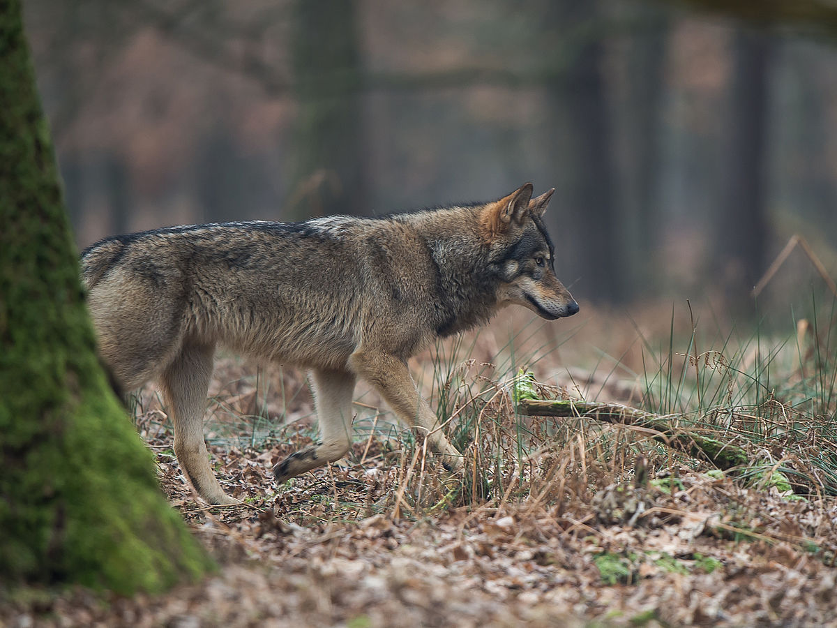 Verwandtschaft verpflichtet - Jagdhunde und Wölfe teilen sich ihre Parasiten