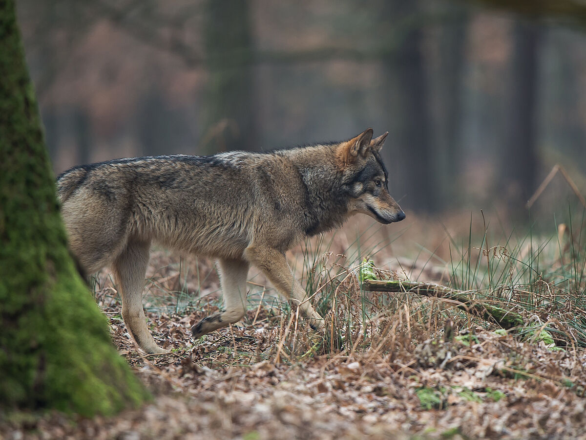 Committed to relatives: Hounds and wolves share their parasites