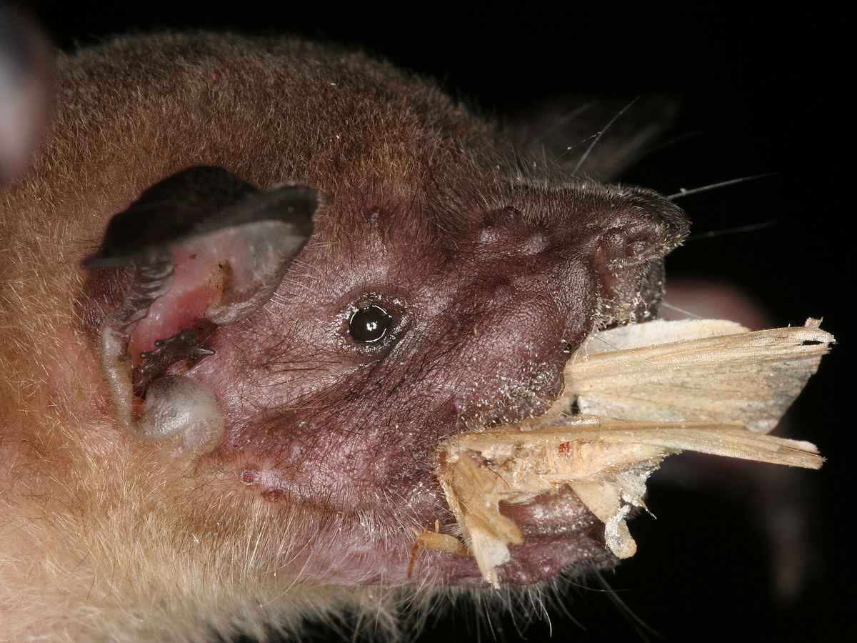Bats: A good immune system ensures success in reproduction