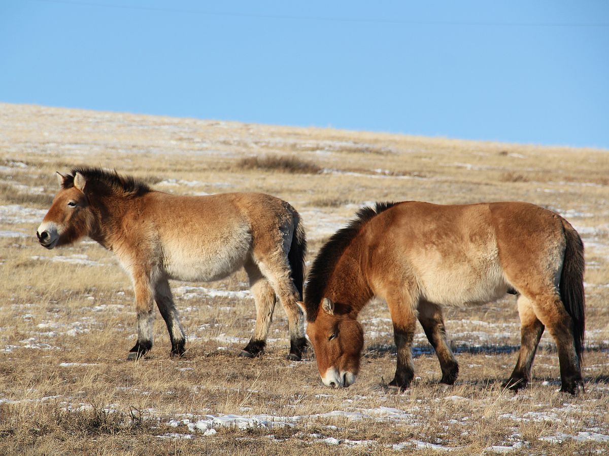 Wildpferde Fehlanzeige - Przewalski-Pferd ist verwildertes Hauspferd