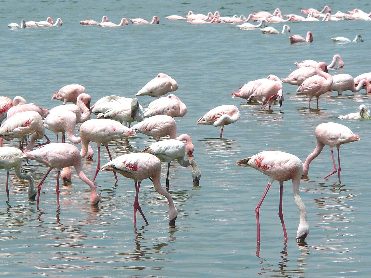 Nahrungsmangel ist Grund für Zwergflamingosterben in Ostafrika