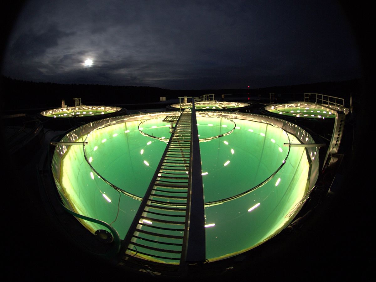 Forscher testen die Folgen der Lichtverschmutzung