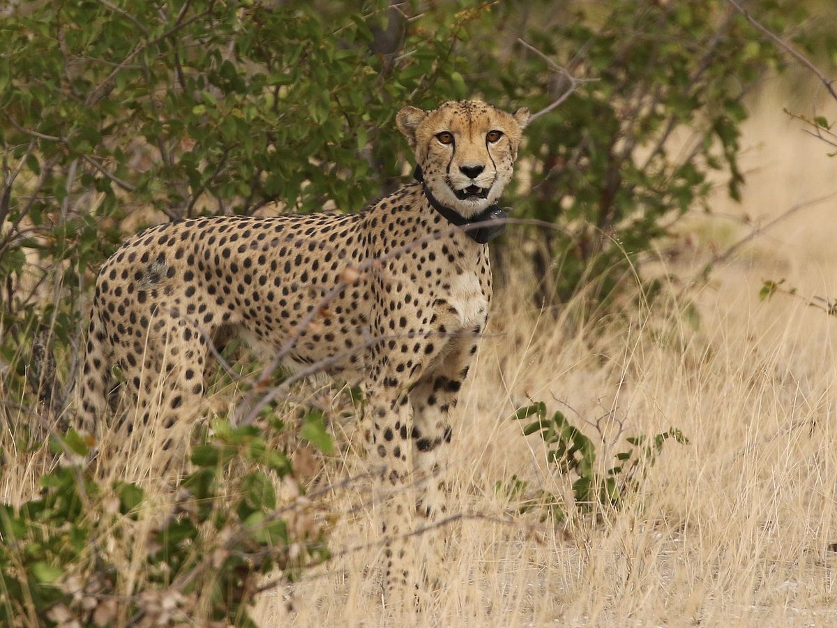 Cheetah populations are endangered – Red List status should be immediately upgraded