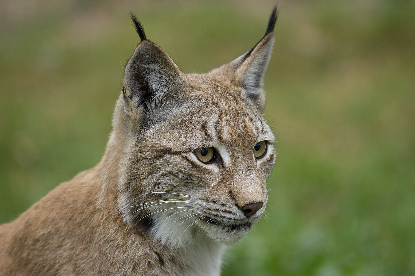 Lynxes in danger