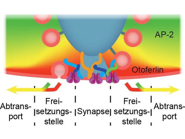 „Unermüdliches Hören“ – eine molekulare Reinigungsmaschine regeneriert die Synapsen für die kontinuierliche Freisetzung von Botenstoff